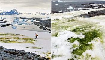 Zmiany klimatu sprawiły, że część Antarktydy stała się zielona. Nie, nie jest to jednak trawa