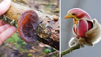 18 kłopotliwych zdjęć, które pokazują, że natura uwielbia płatać nam figle