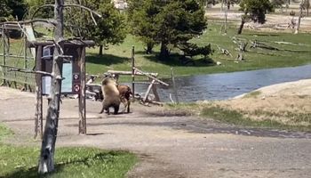 Śmiertelna walka między niedźwiedziem grizzly i bizonem została uchwycona na nagraniu w Yellowstone