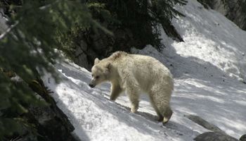 Niezwykle rzadki biały niedźwiedź grizzly po raz kolejny został zauważony w Kanadzie