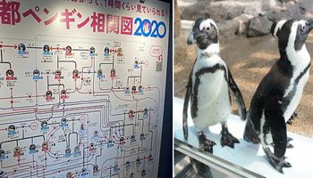 Akwarium w Kioto stworzyło tablicę prezentującą skomplikowane związki między pingwinami