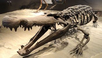 Deinozuch był gigantycznym krokodylem, który siał postrach nawet wśród największych dinozaurów