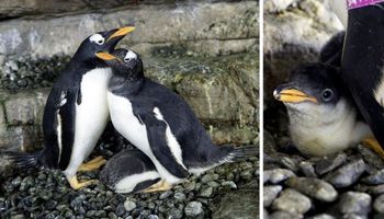 Para pingwinów tej samej płci została rodzicami. Wspólnie wychowują adoptowane młode