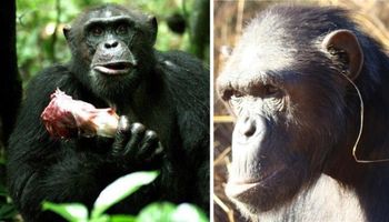 10 mrocznych faktów o szympansach. Nie są takie milutkie jak nam się wydaje