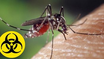 Naukowcy wypuszczą 750 milionów zmutowanych komarów. Mają specjalną misję do wykonania