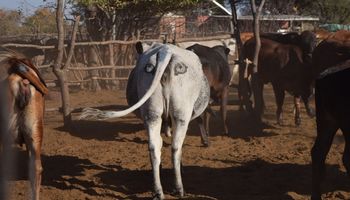 Naukowcy malują oczy na zadach bydła w Afryce, by zniechęcić drapieżniki do ataku