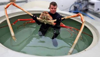 Japoński krab pacyficzny to największy stawonóg na naszej planecie. Zdumiewa swoimi rozmiarami