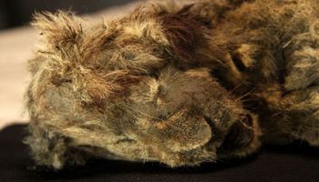 Zamrożone szczątki lwiątka jaskiniowego ujawniają, że wymarłe drapieżniki były odrębnym gatunkiem
