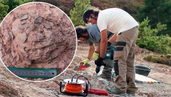 W Hiszpanii odkryto 20 skamieniałych jaj dinozaurów. To może być przełom w badaniu tych gadów