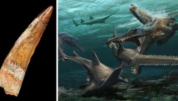 Olbrzymi spinozaur spędzał większość czasu w wodzie. Potwierdzają to najnowsze odkrycia