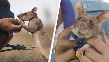 Magawa to najsłodszy szczurzy superbohater, który wykrywa miny. Uratował setki ludzkich istnień
