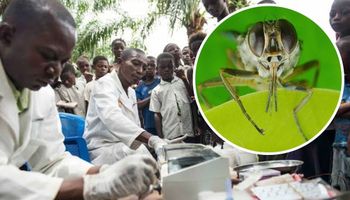 Najgroźniejsza mucha na świecie. Glossina roznosi zabójczą śpiączkę afrykańską