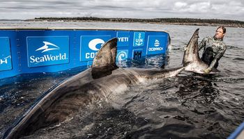 Schwytano jednego z największych żarłaczy białych. Morską bestię mianowano królową oceanu