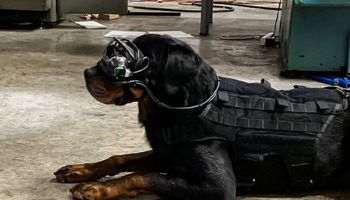 Amerykańska armia testuje rozszerzoną rzeczywistość na psach ratunkowych