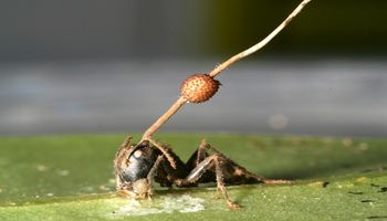 Pasożytniczy grzyb przejmuje ciała mrówek i zamienia je w zombie