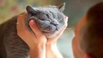 Powolne mruganie do twojego kota może wzmocnić z nim więź, a badania właśnie to potwierdziły