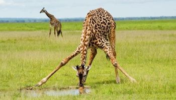 Internet zwariował na punkcie żyrafy podskakującej do pół szpagatu, by poskubać trawę