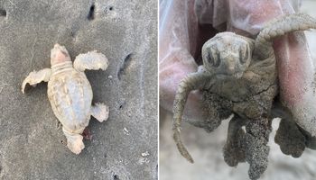 Rzadki biały żółw został znaleziony na plaży. Jego nietypowa barwa wcale jest wynikiem albinizmu