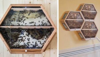 BEEcosystem to genialne rozwiązanie, które pozwoli ci na hodowlę pszczół nawet w salonie