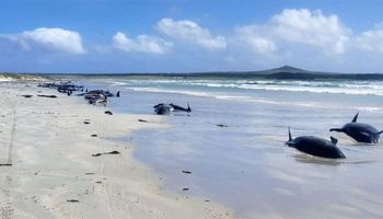 Masowa śmierć grindwali na wyspach Chatham. Na brzeg wyrzuciło prawie 100 osobników