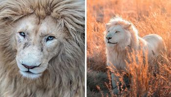 Fotograf na zdjęciach uwiecznił piękno białych lwów. Pod każdym kątem prezentują się majestatycznie