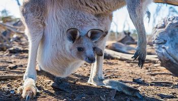 Jak wygląda wnętrze torby kangura i jak właściwie trafiają tam młode?