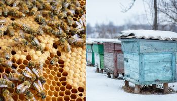 Co robią pszczoły zimą? Wiele osób żyje w przekonaniu, że owady w tym czasie są zahibernowane