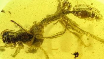 Prehistoryczna „piekielna mrówka” została uwięziona w bursztynie na ponad 99 milionów lat