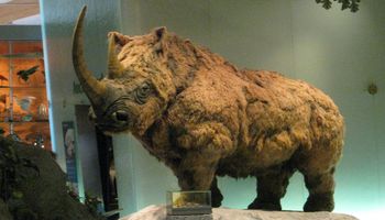 Na Syberii znaleziono doskonale zachowane szczątki młodego nosorożca włochatego