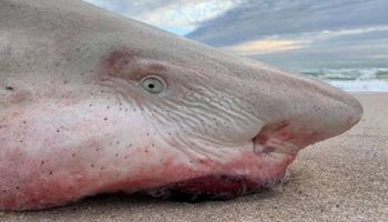 Gigantyczny rekin został wyrzucony na brzeg. Padł ofiarą mikroskopijnego zabójcy