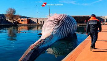 Na brzeg we Włoszech został wyrzucony płetwal. To jeden z największych okazów w Morzu Śródziemnym