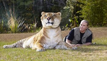 Oto legrys Herkules, największy żyjący dziki kot na świecie. Jego rozmiar oszałamia