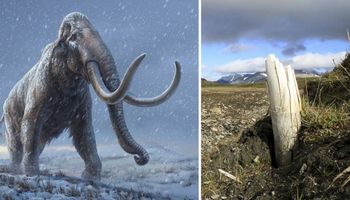 Odzyskano najstarsze dotąd DNA. Pochodzi od mamuta liczącego 1,2 miliona lat
