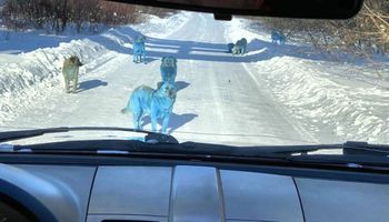 O co właściwie chodzi z niebieskimi psami wędrującymi po ulicach rosyjskiego miasta?