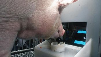Naukowcy nauczyli świnie grać w gry wideo. Zwierzęta zaskoczyły swoim sprytem i inteligencją