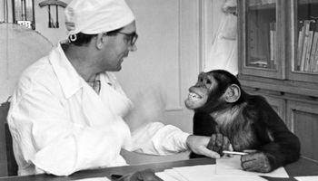 Dziki eksperyment rosyjskiego naukowca, który próbował stworzyć hybrydę człowieka i szympansa