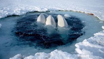 Lodołamacz grający muzykę klasyczną uratował 2000 białuch arktycznych przed pewną śmiercią