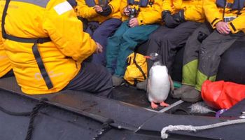 Brawurowa ucieczka pingwina przed orkami. Nagranie pełne napięcia do ostatniego skoku