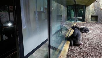 Szympansy w różnych ogrodach zoologicznych prowadzą ze sobą wideokonferencje