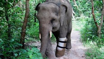 Słoniątko, które straciło stopę we wnykach, otrzymało protezę. Nowa kończyna spełnia swoją rolę