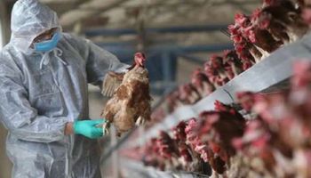 Szczep ptasiej grypy H5N8 znaleziono w 46 krajach. Naukowcy ostrzegają przed kolejną pandemią
