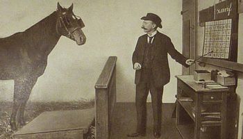 Mądry Hans to koń, który potrafił wykonywać obliczenia matematyczne i mówił po niemiecku