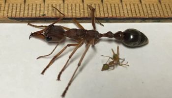 Myrmecia, czyli najniebezpieczniejsze mrówki świata. Są w stanie zabić dorosłego człowieka