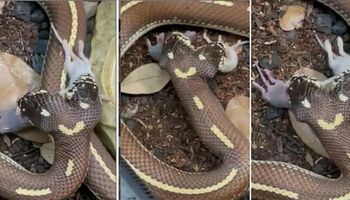 Oszałamiające wideo pokazuje dwugłowego węża podczas posiłku. To dopiero widok!