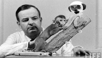 Sadystyczne eksperymenty Harlowa, który zaprojektował „dół rozpaczy” dla makaków