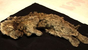 Doskonale zachowane młode lwy jaskiniowe znaleziono w wiecznej zmarzlinie na Syberii