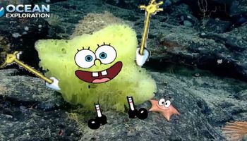 Biolog morski na dnie morza natknął się na prawdziwego SpongeBoba i Patricka