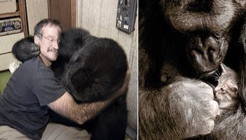Niesamowita Koko, gorylica, która opanowała język migowy i przyjaźniła się z Robinem Williamsem
