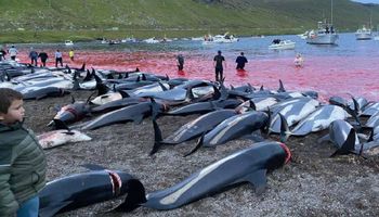 Krwawe sceny na Wyspach Owczych. Podczas rzezi delfinów zginęło ponad 1400 zwierząt