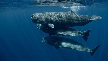 Naukowcy prowadzą oficjalny projekt, którego celem jest rozmawianie z wielorybami